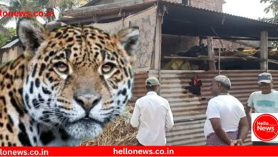 Photo of कराड- पाटण मार्गावरील ‘या’ गावात बिबट्याच्या हल्ल्यात 3 शेळ्या ठार