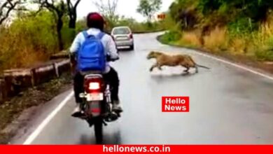 Photo of शामगाव घाटातील बिबट्याचा ‘तो’ व्हिडिओ खरा की खोटा?