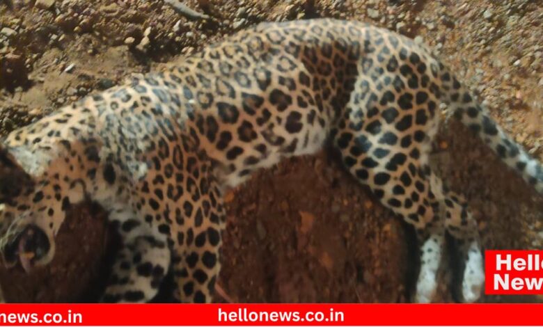 Leopard Karad- Chiplun highway