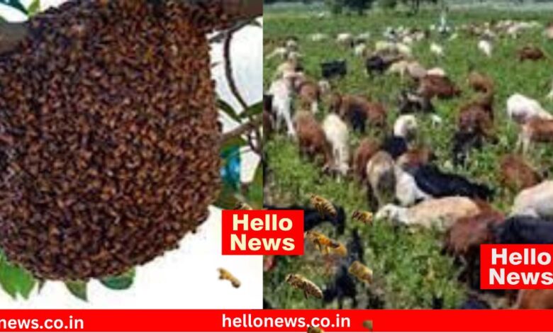 Bee Attack in Dhebewadi