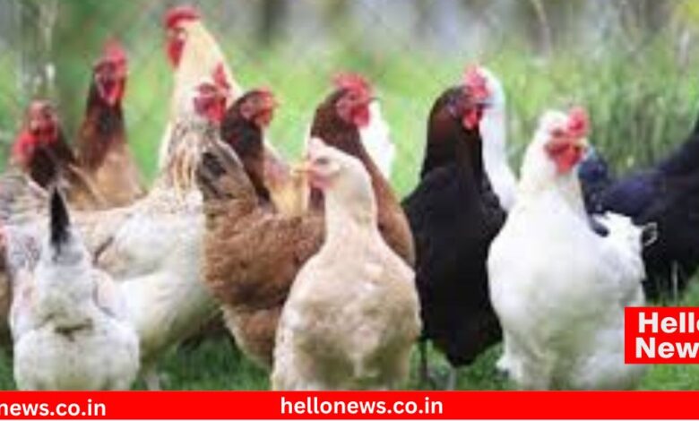 Chicken Kombdya