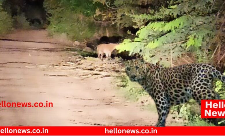 leopard