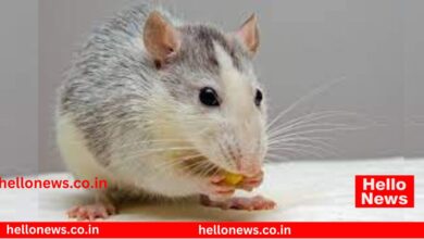 Photo of Satara News : उंदराच्या औषधाने घेतला 26 वर्षीय युवकाचा बळी