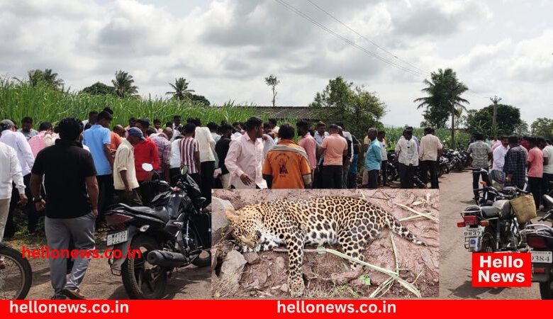 Leopard dies