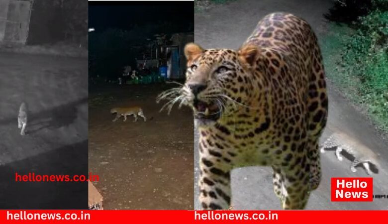 Three leopards entered Varade village