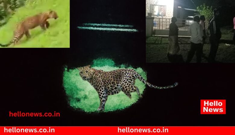 leopards entered Vijayanagar