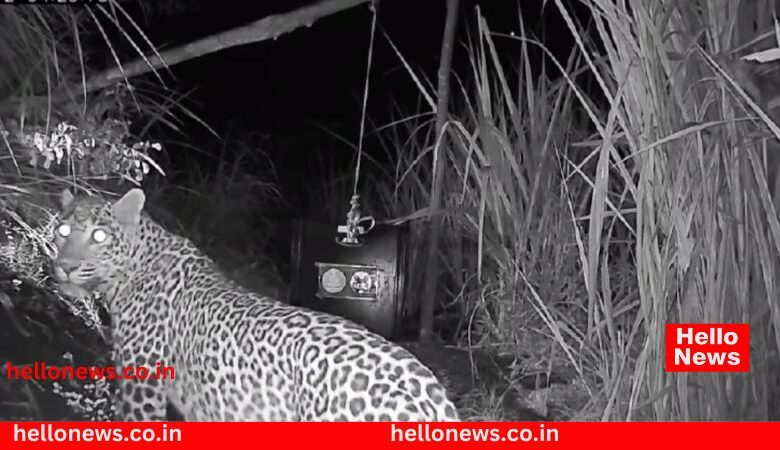 Leopard cub and female visit in Charegaon