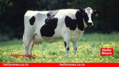 Photo of शिकारीसाठी लावलेल्या स्फोटात गायीचा मृत्यू : पाटण तालुक्यातील घटना