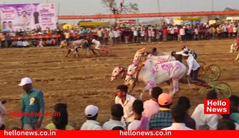 MNS Kesari 2023 bullock cart race Satara